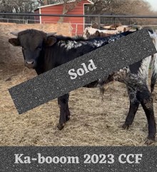 Ka-Booom 2023 CCF