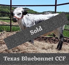 Texas Bluebonnet CCF