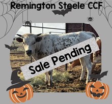 Remington Steele CCF